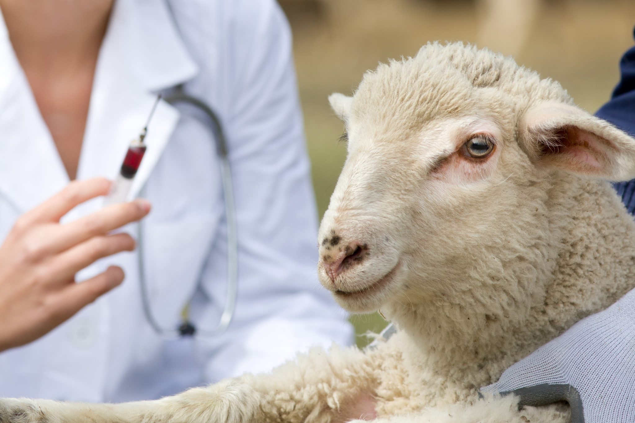 livestock diagnostic testing Cascade Veterinary Clinic