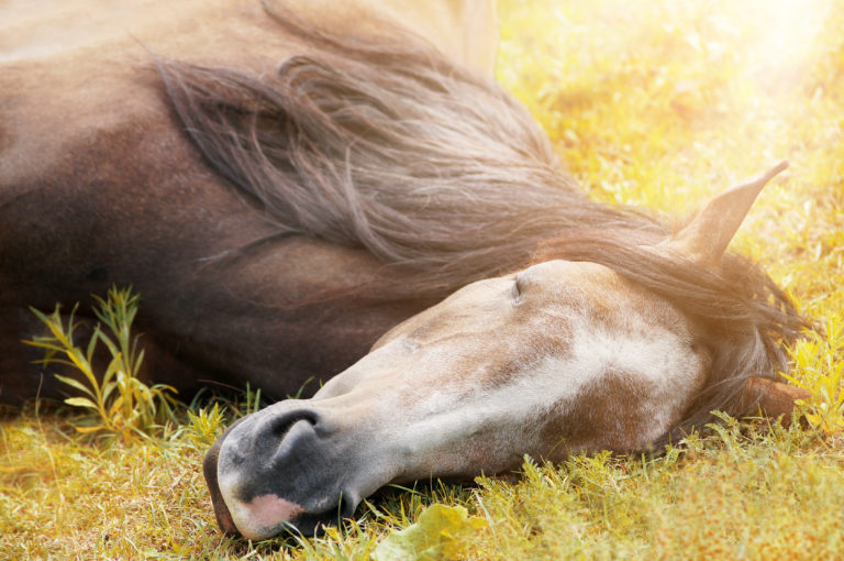 Equine Euthanasia Cascade Veterinary Clinic   IStock 516398861 768x510 