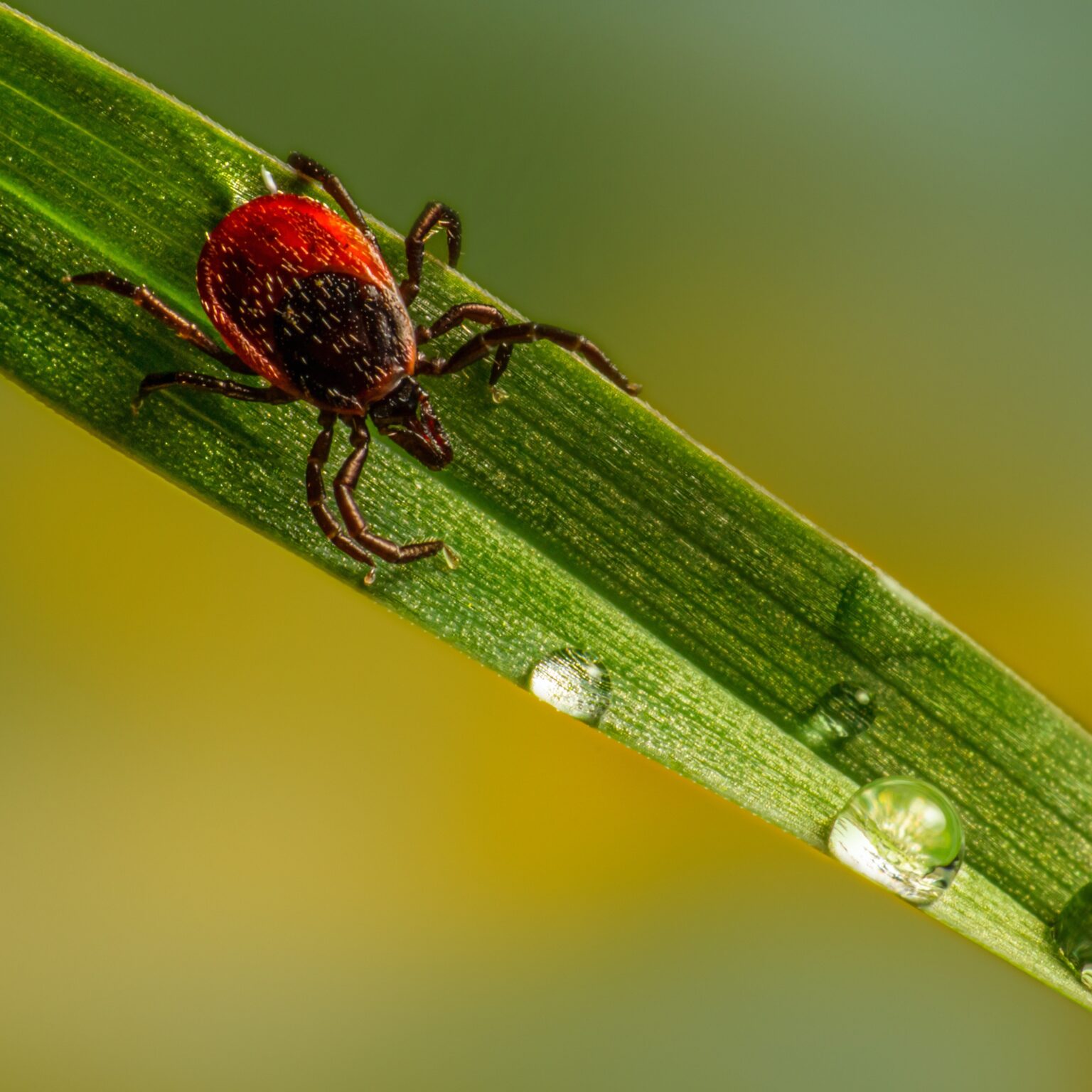 Tick Alert: Protect Your Pet from These Deadly Diseases – Cascade ...